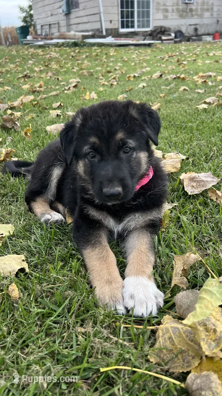 No name  – German Shepherd Dog puppy for sale in Royal Center, IN