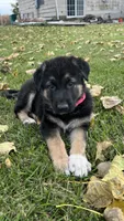 No name , a female German Shepherd Dog for sale in Royal Center, IN – 1 of 1