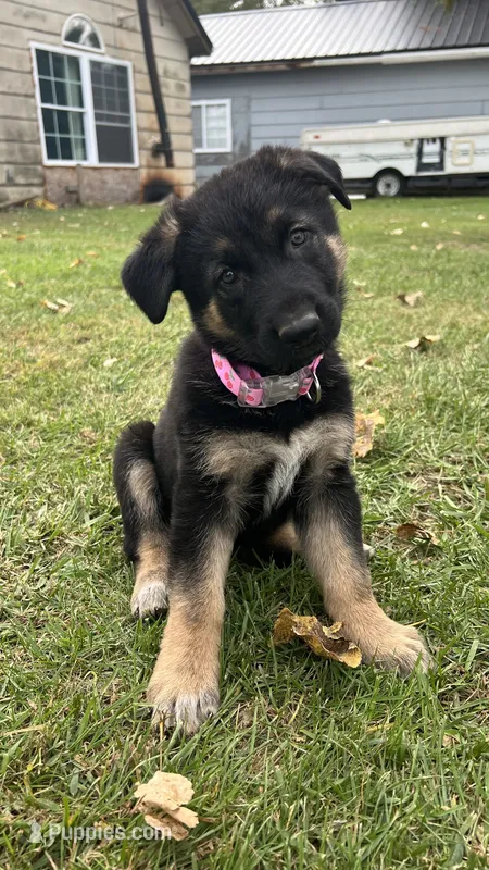 No name  – German Shepherd Dog puppy for sale in Royal Center, IN