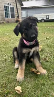 No name , a female German Shepherd Dog for sale in Royal Center, IN – 1 of 1