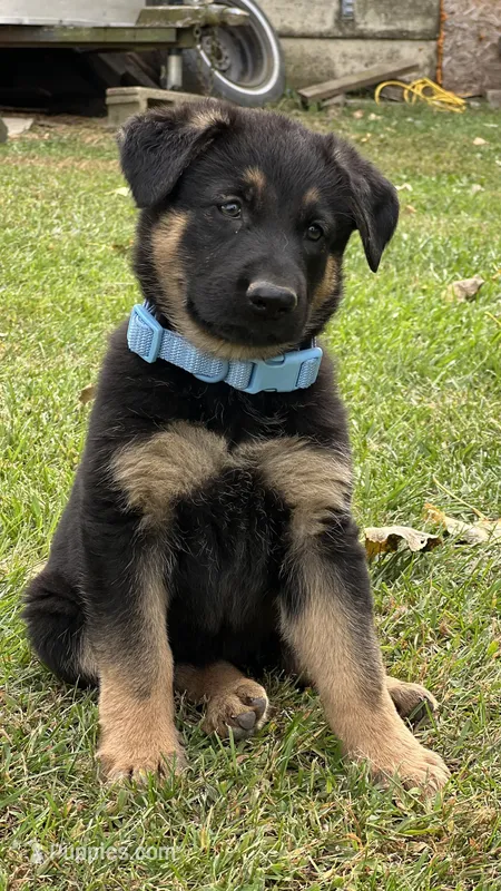 No name – German Shepherd Dog puppy for sale in Royal Center, IN
