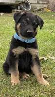No name, a female German Shepherd Dog for sale in Royal Center, IN – 1 of 1