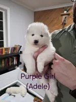 processed/575c1c61-d8b9-4762-993f-a86f487e1ab1/listing/09f1a49b-cfa4-4766-9604-397fc0dd8fe1/636642d1-67e0-4fce-b08b-8173887eb734