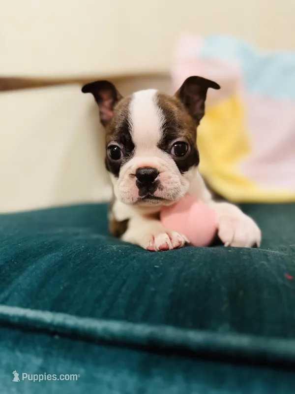 Lucy, a female Boston Terrier for sale in Conway, MO – Photo 1 of 7