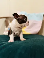 Lucy, a female Boston Terrier for sale in Conway, MO – Photo 2 of 7