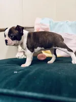 Lucy, a female Boston Terrier for sale in Conway, MO – Photo 7 of 7