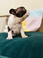 Lucy, a female Boston Terrier for sale in Conway, MO – Photo 5 of 7