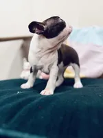 Lucy, a female Boston Terrier for sale in Conway, MO – Photo 6 of 7