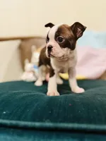 Lucy, a female Boston Terrier for sale in Conway, MO – Photo 3 of 7