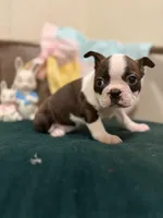 Lucy, a female Boston Terrier for sale in Conway, MO – Photo 4 of 7