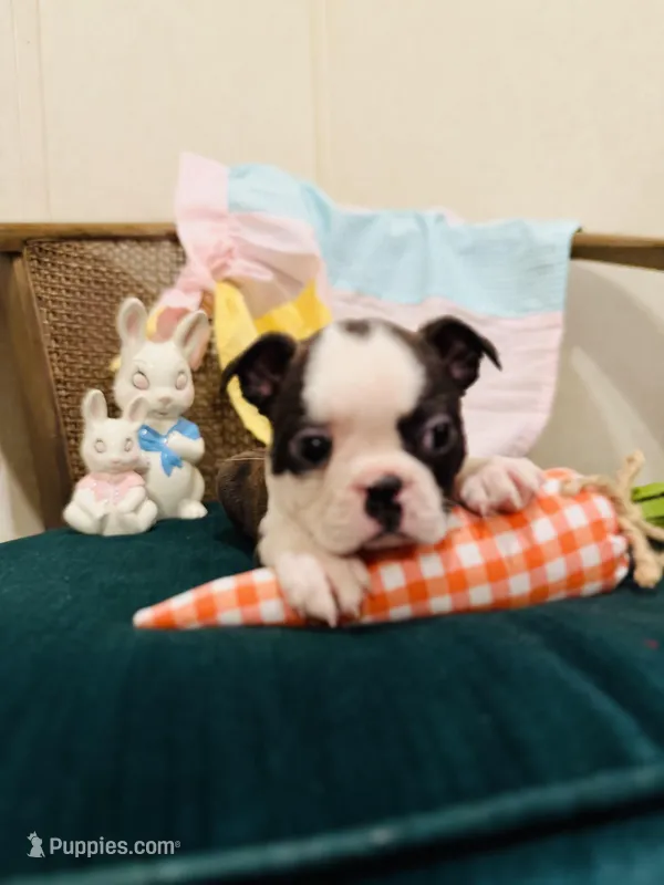 Jolene , a female Boston Terrier for sale in Conway, MO – Photo 1 of 10