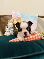 Jolene , a female Boston Terrier for sale in Conway, MO – Photo 1 of 10