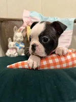 Jolene , a female Boston Terrier for sale in Conway, MO – Photo 8 of 10