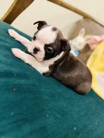 Jolene , a female Boston Terrier for sale in Conway, MO – Photo 2 of 10