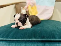 Jolene , a female Boston Terrier for sale in Conway, MO – Photo 4 of 10