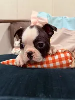 Jolene , a female Boston Terrier for sale in Conway, MO – Photo 10 of 10