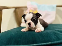 Jolene , a female Boston Terrier for sale in Conway, MO – Photo 5 of 10
