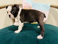 Jolene , a female Boston Terrier for sale in Conway, MO – Photo 7 of 10