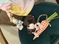 Jolene , a female Boston Terrier for sale in Conway, MO – Photo 6 of 10