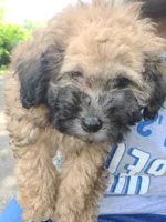 Coco, a male Maltipoo and Maltese for sale in Waconia, MN – 3 of 5
