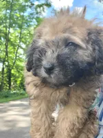 Coco, a male Maltipoo and Maltese for sale in Waconia, MN – 4 of 5