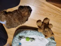 Coco, a male Maltipoo and Maltese for sale in Waconia, MN – 2 of 5