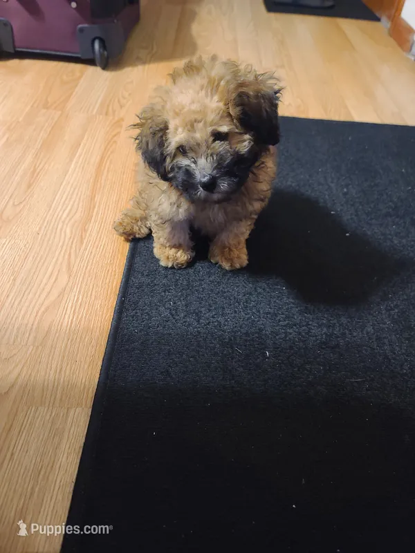 Coco – Maltipoo, Maltese puppy for sale in Waconia, MN