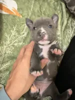 Star, a female American Bully for sale in Kalamazoo, MI – 4 of 7