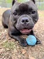 Roux, a female American Bully for sale in Kalamazoo, MI – 5 of 6
