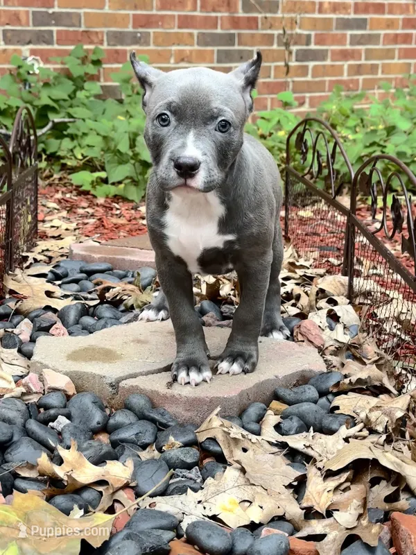 Star – American Bully puppy for sale in Kalamazoo, MI