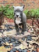 Star, a female American Bully for sale in Kalamazoo, MI – 1 of 7