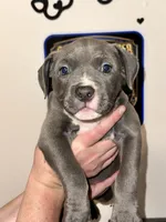 Star, a female American Bully for sale in Kalamazoo, MI – 7 of 7