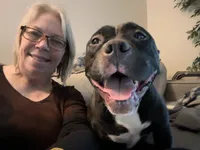 Nova, a female American Bully for sale in Kalamazoo, MI – 3 of 6