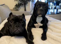 Nova, a female American Bully for sale in Kalamazoo, MI – 2 of 6