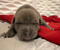 Venus, a female American Bully for sale in Kalamazoo, MI – 2 of 9