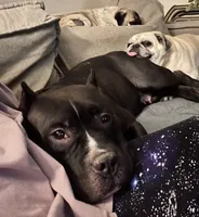 Nova, a female American Bully for sale in Kalamazoo, MI – 6 of 6
