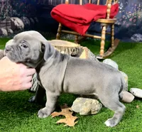 Venus, a female American Bully for sale in Kalamazoo, MI – 8 of 9