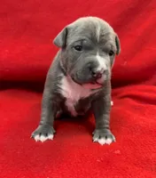 Star, a female American Bully for sale in Kalamazoo, MI – 2 of 7