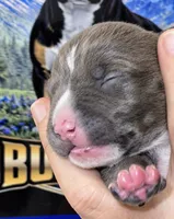 Star, a female American Bully for sale in Kalamazoo, MI – 5 of 7