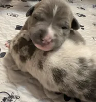 Star, a female American Bully for sale in Kalamazoo, MI – 3 of 7
