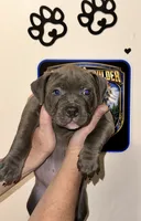 Venus, a female American Bully for sale in Kalamazoo, MI – 5 of 9