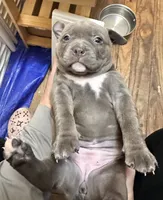Venus, a female American Bully for sale in Kalamazoo, MI – 6 of 9