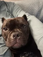 Roux, a female American Bully for sale in Kalamazoo, MI – 3 of 6