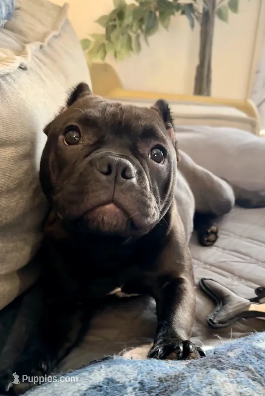 Roux – American Bully puppy for sale in Kalamazoo, MI