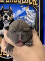 Venus, a female American Bully for sale in Kalamazoo, MI – 7 of 9
