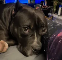 Nova, a female American Bully for sale in Kalamazoo, MI – 4 of 6