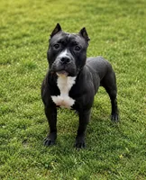 Nova, a female American Bully for sale in Kalamazoo, MI – 5 of 6
