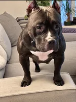 Nova, a female American Bully for sale in Kalamazoo, MI – 1 of 6