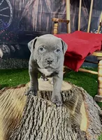 Venus, a female American Bully for sale in Kalamazoo, MI – 9 of 9