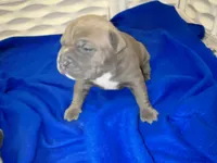 Venus, a female American Bully for sale in Kalamazoo, MI – 4 of 9